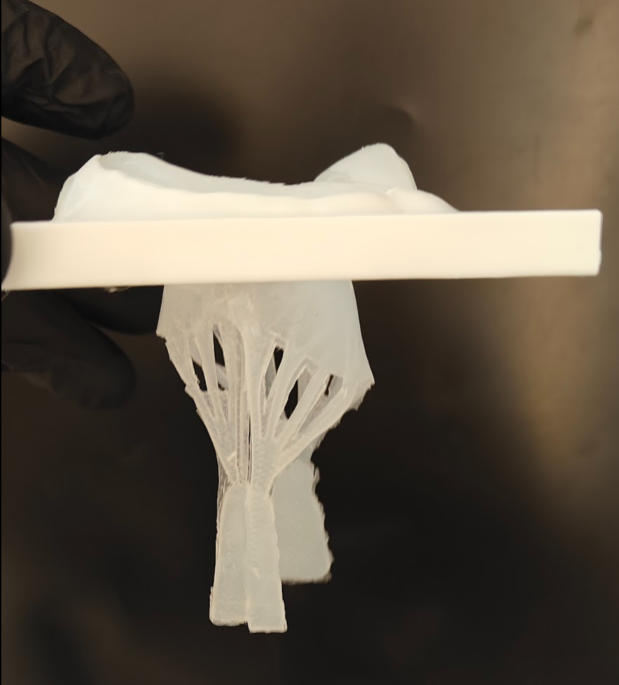 Thin silicone leaflet phantom held to the light