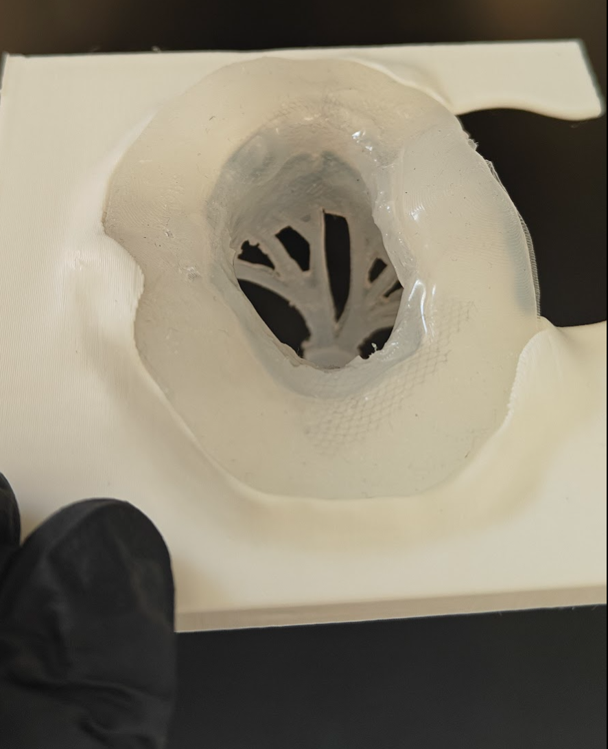 Silicone valve phantom in its mold